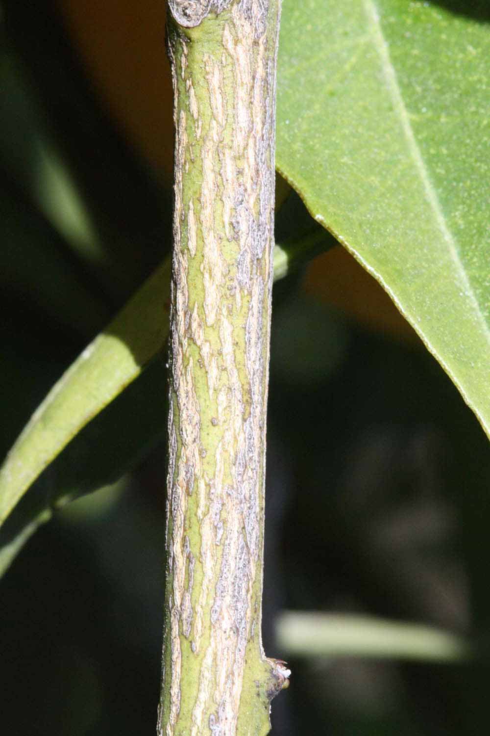              Second - third year twig (Sanguina Doblefina, Riverside,   CA)       